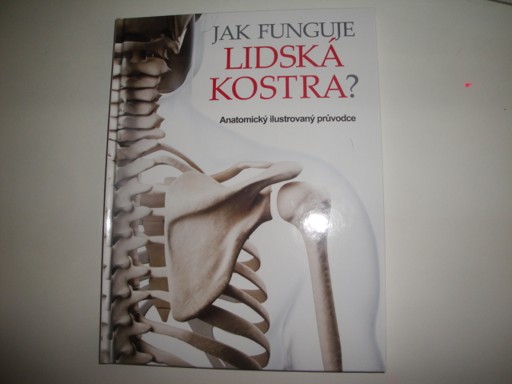 Jak funguje lidská kostra