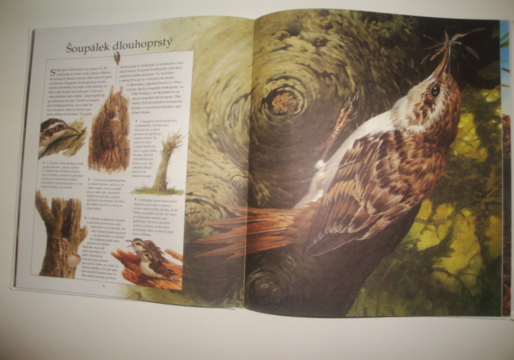 Zvířata v přírodě -moje velká kniha 