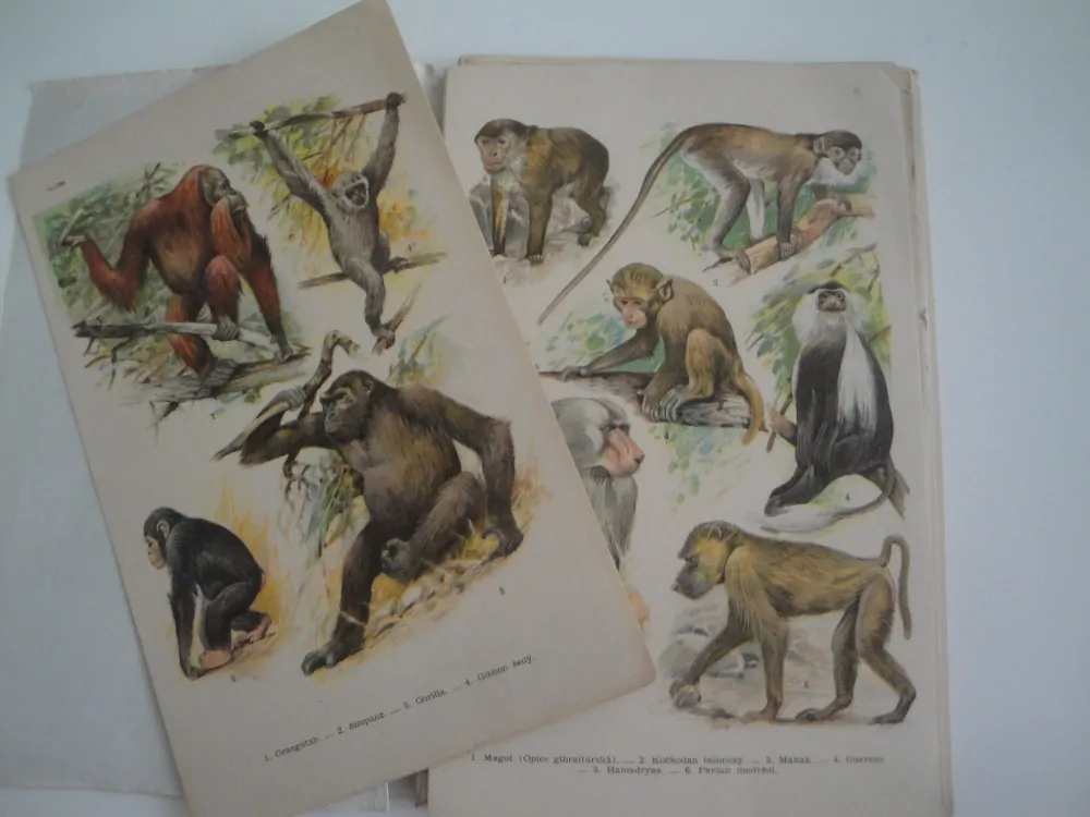 Kobrův příruční atlas ssavců