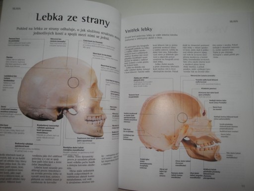 Jak funguje lidská kostra