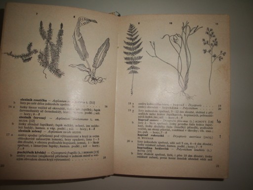 Botanický klíč-klíč k určování 1000 nejdůležitějším cévnatých rostlin 