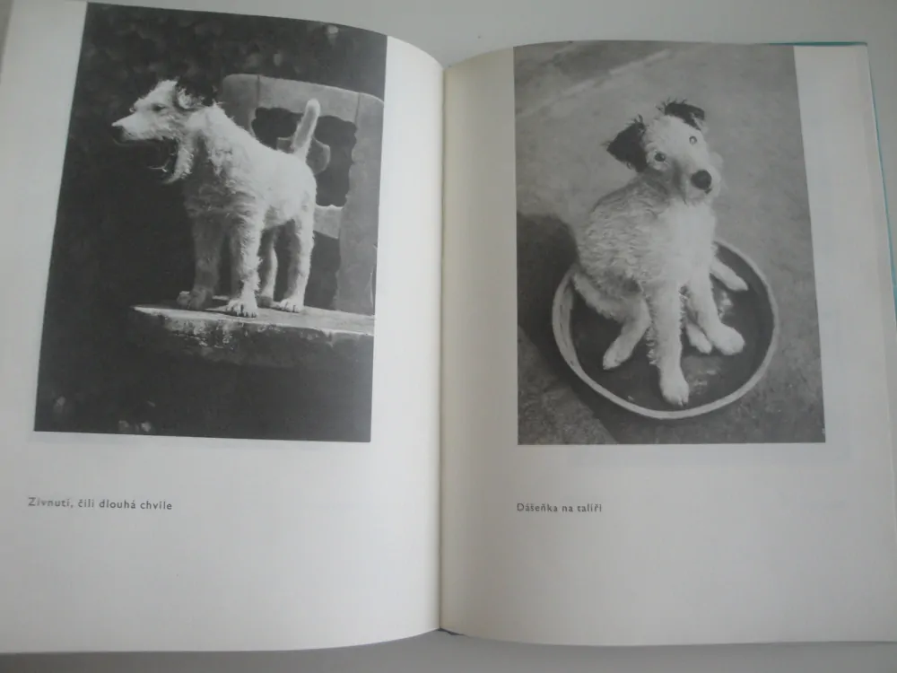Dášeňka čili život štěněte-K.Čapek 
