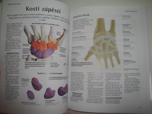 Jak funguje lidská kostra