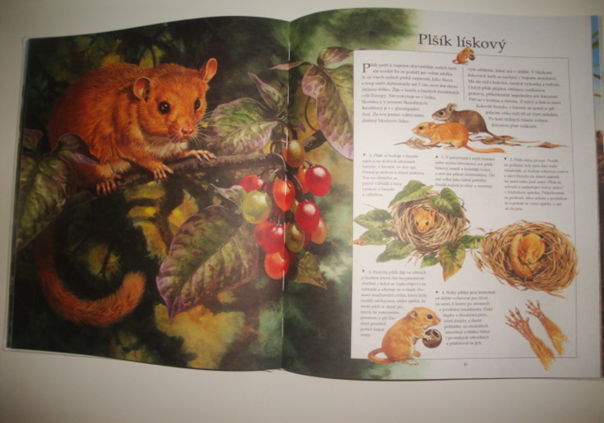 Zvířata v přírodě -moje velká kniha 