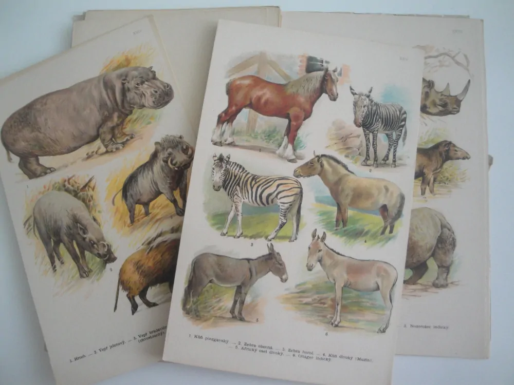 Kobrův příruční atlas ssavců