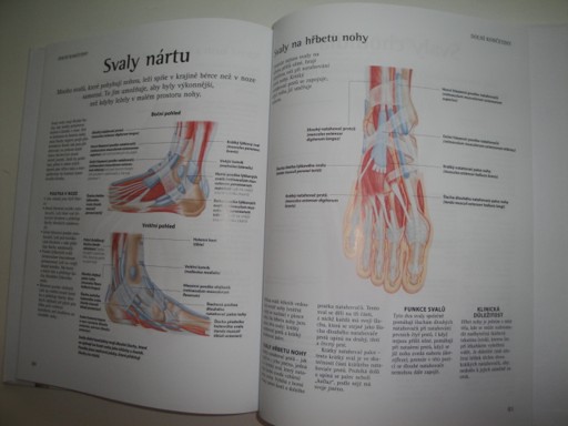 Jak funguje lidská kostra